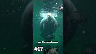 Why Being Nice Kills Manatees