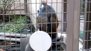 おびひろ動物園 2017.08.14 DSC 0039