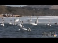 full hd 1080p 美的因 日本 雪國 富士山 冰雪雷門 淺草寺 白天鵝 雁鴨 aq0001142