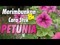 Cara Merimbunkan Petunia  ~ Bermain Tanah