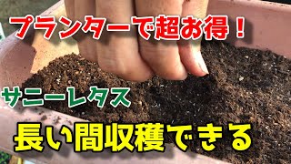 【サニーレタス】無限に収穫ができる！種まきのやり方　【家庭菜園】