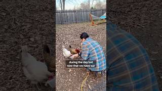 What Will the Chickens Think? #cuteanimals #countrylife #chicken