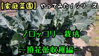 【家庭菜園】ブロッコリー栽培〜頂花蕾収穫編〜(2023.2.8)