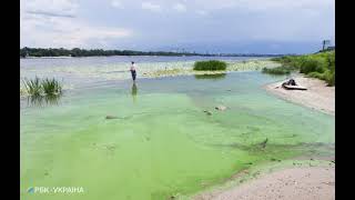 Ученые объяснили, почему Киевское море позеленело и превращается в болото.