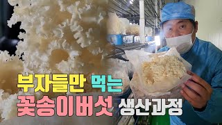 왜? 부자들만 먹어? 국내 최초 꽃송이버섯 재배 성공! #koreanfood #꽃송이버섯 #버섯커키우기