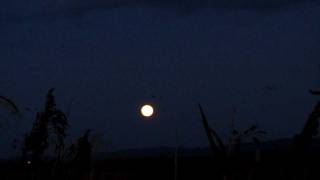 蕪栗沼　マガンの塒入り　Wild geese going to roost in Kabukuri pond under the full moon