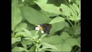 【映像図鑑・日本の蝶より再編集】テツイロビロードセセリ(沖縄県竹冨町西表島)