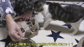 お気に入りの爪磨きが大変なことに！！動揺が隠せない猫リキちゃん☆パパご乱心！？☆後ろ足けりけりする姿が可愛い猫【リキちゃんねる　猫動画】Cat videos キジトラ猫との暮らし