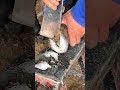 wonderful donkey hoof trimming video shorts