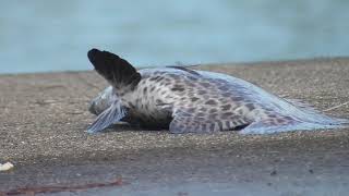 当たりが来た！底物魚釣り竿が曲がっている、と思ったらイシガキダイがヒット！和歌山堤防石鯛釣り。8月7日土曜日。