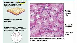 Human Anatomy Lecture Ch 4 Tissues Part 1
