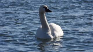 Tundra Swans BON21