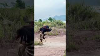 This is the fighting cock among roosters. Wild animals close up. Animal fighting power competiti