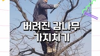 감나무 전지작업 #둥시  #감나무 #오래 방치된 감나무  전지작업