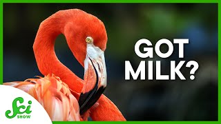 6 Animals That Aren’t Mammals and Produce 