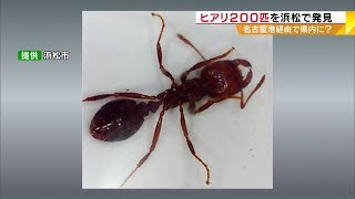 ヒアリ２００匹を浜松で発見　名古屋港経由で県内に？