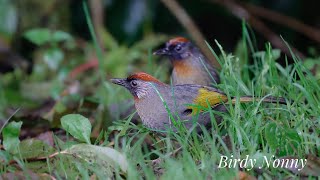 EP. 29 BIRD นกกะรางหัวแดง ( Silver-eared Laughingthrush ) กำลังป้อนเลยครับ