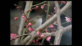 早春賦・中田喜直編曲／混声四部カラピアノ（MIDI）　早春の歌・A Song Of Early Spring