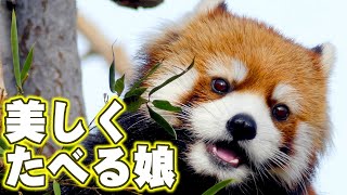 【円山動物園のレッサーパンダ】美しく食べる娘（キン）　October 27 , 2015　Red Panda KIN at Maruyama Zoo