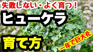 ◆巨大化が止まらない！【ヒューケラの育て方】基本と応用