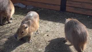 ちびっこにも大人気！カピバラ　那須どうぶつ王国へ行って来ました！　00073