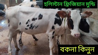 হলিস্টান ফ্রিজিয়ান জাতের মুন্ডি বকনা কিনুন।।।। মামা ডেইরি ফার্ম নিউ কালেকশন.......!!!!!!