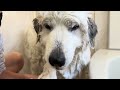 a super large dog gets torn apart by his grandfather in the bath he hates dog sucking is inevita...