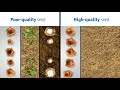 strube sugar beet sugar beet seed video