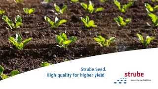 Strube Sugar Beet Sugar Beet Seed Video