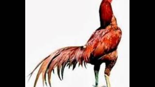 Jangan Sampai Salah Begini Cara Membedakan Ayam Bangkok