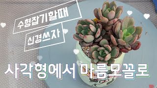 화분돌려막기~~~ 다육생활 만4년! 모든 다육을 손볼때다