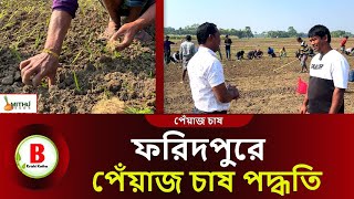 ফরিদপুরে মাস্টার সুখ সাগর পেঁয়াজের চারা রোপণ পদ্ধতি । onion farming l Mastar Sukhsagor onion