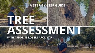 Tree Assessment with Arborist Robert Apolinar | A Step-by-Step Guide | Tree Risk Assessment