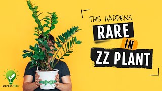 This Happens Once in a Lifetime in Zz Plant – Care Tips and Propagation Tricks