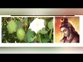 மகாசிவராத்திரி அன்று ஊமத்தம் பூ அர்ச்சனை... maha sivarathri sivan