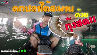 ตกปลาทะเลด้วยกุ้งสด ใต้สะพาน ตกปลาด้วยเหยื่อสดEP#2 ปลาเล็กปลาน้อยหัวจะปวด!!