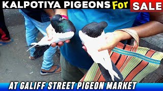 Kalpotiya Pigeon Sale | Indian Rampuri Kalanch Kabootar