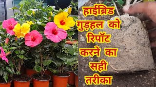 hybrid hibiscus की रिपॉटिंग का सही तरीका/hybrid गुड़हल को कैसे रिपॉट करें