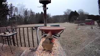 Aww, such a pretty female cardinal out in front of my birdbath cam