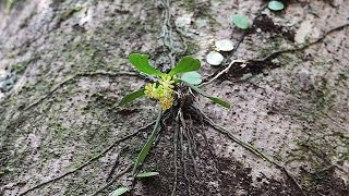 際だつ美しさ　自然の中でこそ　奄美大島　夏の着生ラン