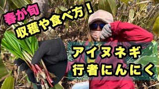 春の山菜採り！アイヌネギ 行者にんにくの採り方や食べ方！！