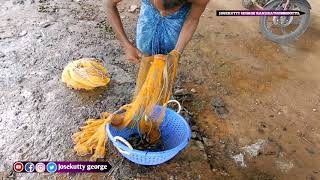 വല വീശി മീൻ പിടിക്കുന്നത് കണ്ടോളു, fishing using net