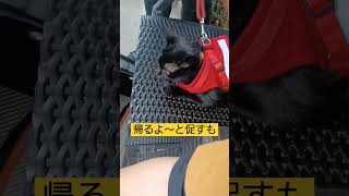 ペット同伴のカフェに愛猫連れてったら犬と睨みあいになった