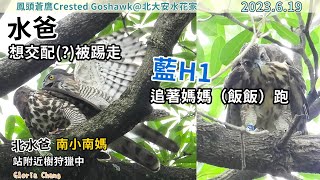 20230619 〈北大安水花家〉水爸想交配（?）被踢走！藍H1小朋友追著媽媽（飯飯）跑！水爸和小南媽站附近樹狩獵中！【大安森林公園鳳頭蒼鷹Crested Goshawk】