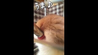 お水が大好きなうさぎさん、飲んでいるところを急接近してみました　rabbit drinks water【うさぎカフェ みるきー Milky】　#Shorts