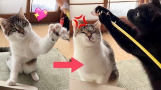 楽しく遊んでいたら子猫におもちゃを取られた猫の表情の変化が面白かったwww