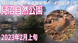 埼玉県・見沼自然公園の探鳥地レポートです　クイナをガッツリ観察！　2023年2月上旬