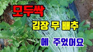 모두싹 김장 무 배추에 주었어요  열심히 뿌려 봅니다 (모두싹이 친환경이라)