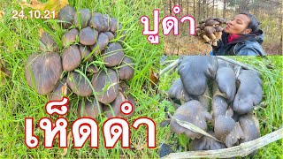 เห็ดดำ,เก็บเห็ดไก่ทอด , LyophyllumDecastes,@ PoohDam คนรักเห็ดดำ,