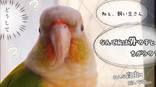 【問う】ウロコインコの素朴な疑問に、なんと答えればいいのか、、、